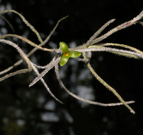 {Tillandsia usneoides}